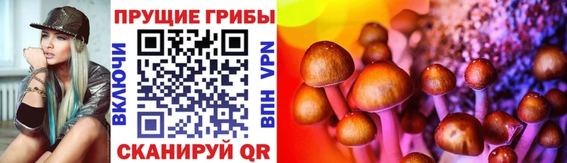 Псилоцибиновые грибы Psilocybe  как найти наркотики  Кизел 